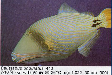 Balistapus undulatus